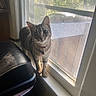 cat, tabby_cat, pet, animal, window, windowsill, indoor, home, sunlight, portrait, standing, collar, tag, whiskers, ears, fur, striped_fur, curious, daylight, screen_door