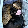 cats, cat, tabby_cat, black_cat, pets, animals, sleeping, resting, cuddling, pet_carrier, travel, bandana, pink_fabric, fur, striped_fur, indoor, cozy, closeup, cute, companionship