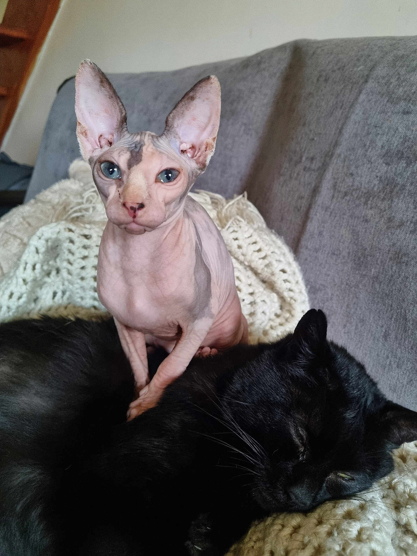 Aglaë a rejoint le concours — aidez-le/la à gagner de superbes lots ! sphynx_cat, black_cat, cat, feline, pets, indoor, couch, blanket, knitted_blanket, resting, sleeping, curious, hairless_cat, blue_eyes, cozy, companion, relaxing, close_up, animal, domestic_animal