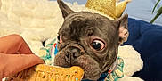 Mil joined the competition — help win amazing prizes! dog, french_bulldog, crown, cookie, treat, hand, bandana, plush_blanket, sofa, wide_eyes, wrinkled_face, close_up, pet, indoor, celebration, birthday, cute, owner_hand, blue_background, gold_crown