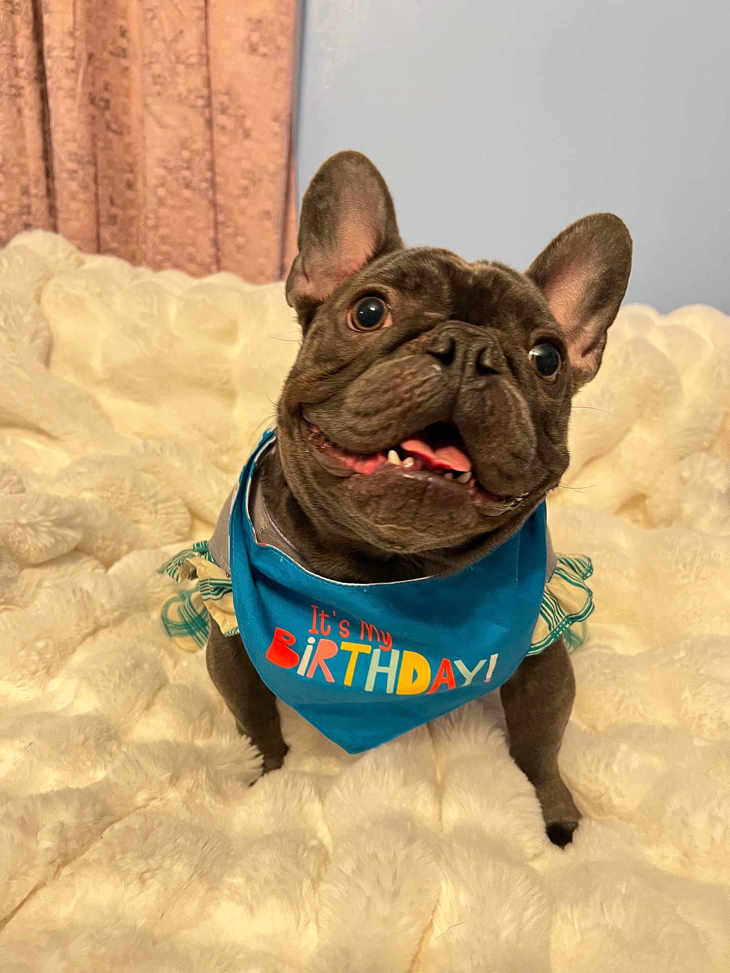 Mil joined the competition — help win amazing prizes! dog, french_bulldog, pet, birthday_bandana, blue_bandana, blanket, soft_texture, indoor, cute, smiling, tongue_out, perky_ears, fur, close_up, portrait, happy, celebration, eyes, nose, bedroom