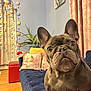 Mil is registered to the contest to win money with this photo: french_bulldog, dog, pet, couch, blue_sofa, pillow, snowman_pillow, plant, indoor_plant, curtains, living_room, hardwood_floor, wall_art, ornaments, plush_toy, ears, wrinkled_face, big_eyes, curious_expression, cozy_room