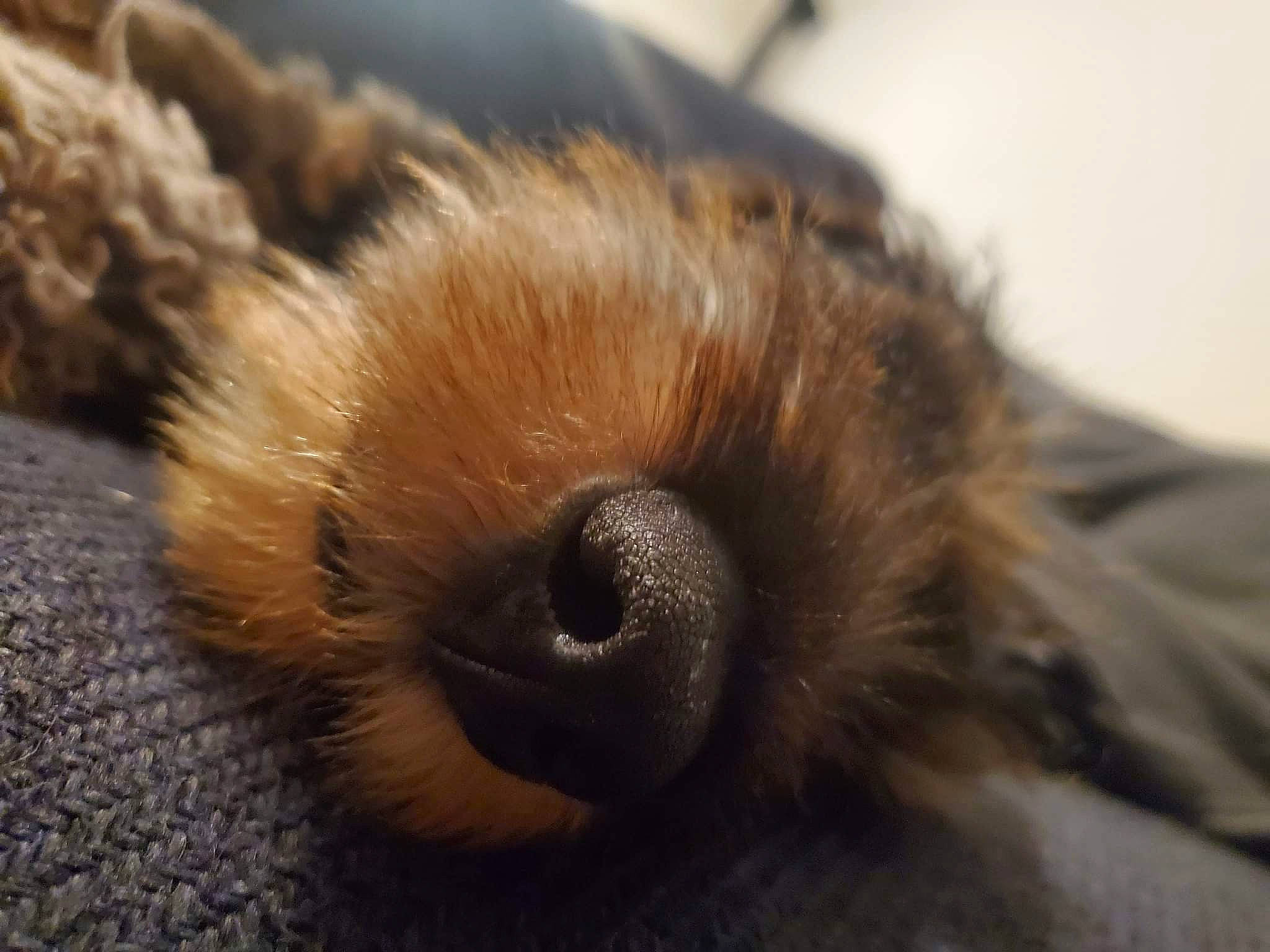 Maurice participe au concours pour gagner de l'argent avec cette photo : canidae, carnivore, claw, companion_dog, dog, dog_breed, eyelash, fawn, fur, liver, macro_photography, paw, snout, sporting_group, tail, terrestrial_animal, terrier, toy_dog, whiskers, wood