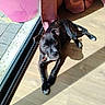 dog, black_dog, sunlight, wooden_floor, indoor, glass_door, pink_bucket, pink_curtain, pet, relaxed, lying_down, shadow, paws, collar, daylight, home, flooring, window, animal, domestic_animal