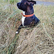Bloom participe au concours pour gagner de l'argent avec cette photo : animal, black, brown, canine, collar, curious, daytime, dog, fence, field, fur, grass, nature, outdoor, pet, quiet, side_view, sitting, white, wild