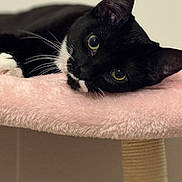 Kimi is registered to the contest to win money with this photo: bedding, big_eyes, black_and_white, cat, cat_tree, close_up, cozy, ear, feline, fur, indoor, paw, pet, pink_blanket, portrait, relaxed, shallow_depth_of_field, sleepy, tuxedo_cat, whiskers