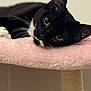 bedding, big_eyes, black_and_white, cat, cat_tree, close_up, cozy, ear, feline, fur, indoor, paw, pet, pink_blanket, portrait, relaxed, shallow_depth_of_field, sleepy, tuxedo_cat, whiskers