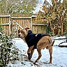 Zeus joined the competition — help win amazing prizes! dog, hoodie, snow, backyard, fence, plants, winter, garden, pet, animal, canine, snowy_ground, wooden_fence, outdoor, curious, brown_dog, protective_boot, pathway, leafless_trees, nature