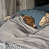 dog, bed, blanket, pillow, sleeping, cozy, indoor, curtains, rest, brown_dog, comfort, quiet, relaxation, furniture, home, nap, peaceful, soft, warm, cute