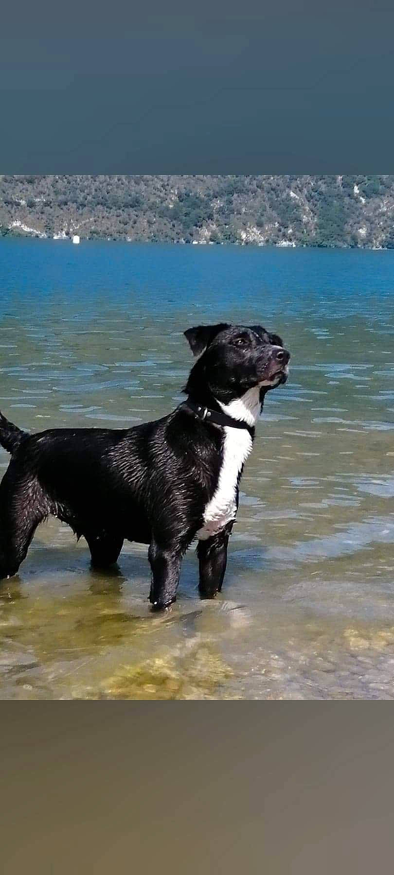 Bagheera