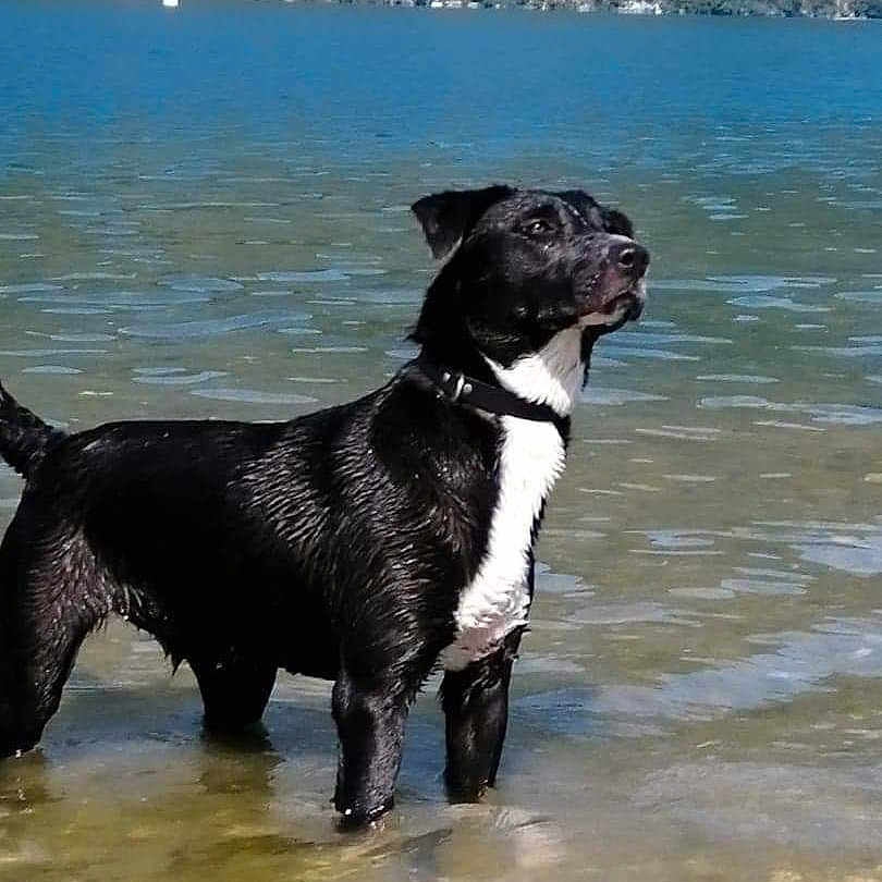 Bagheera