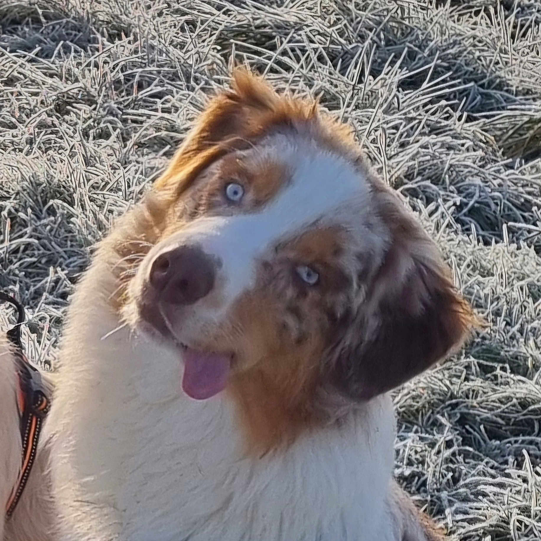 Vaïko a rejoint le concours — aidez-le/la à gagner de superbes lots ! animal, canine, collie, dog, face, frost, head, hound, husky, ice, nature, outdoors, person, pet, photography, portrait, puppy, saintbernard, snow, weather