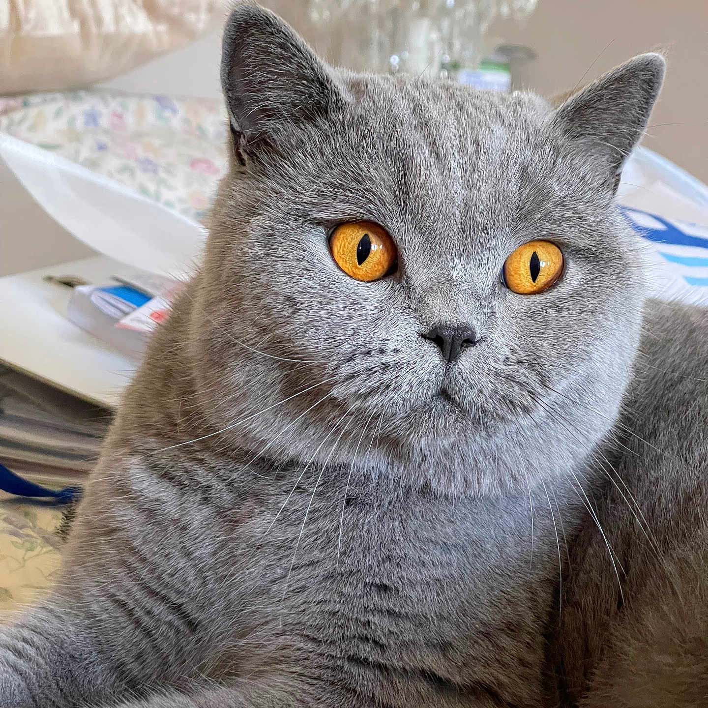 Ully participe au concours pour gagner de l'argent avec cette photo : abyssinian, angora, animal, bed, cat, couch, furniture, gray, indoors, kitten, manx, pet, siamese, snout