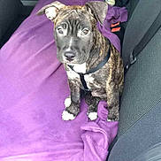 Gucci a rejoint le concours — aidez-le/la à gagner de superbes lots ! puppy, dog, brindle, white_paws, harness, car_seat, purple_blanket, pet, young_dog, sitting, indoors, curious, looking_at_camera, animal, canine, seatbelt, vehicle_interior, fur, ears, nose