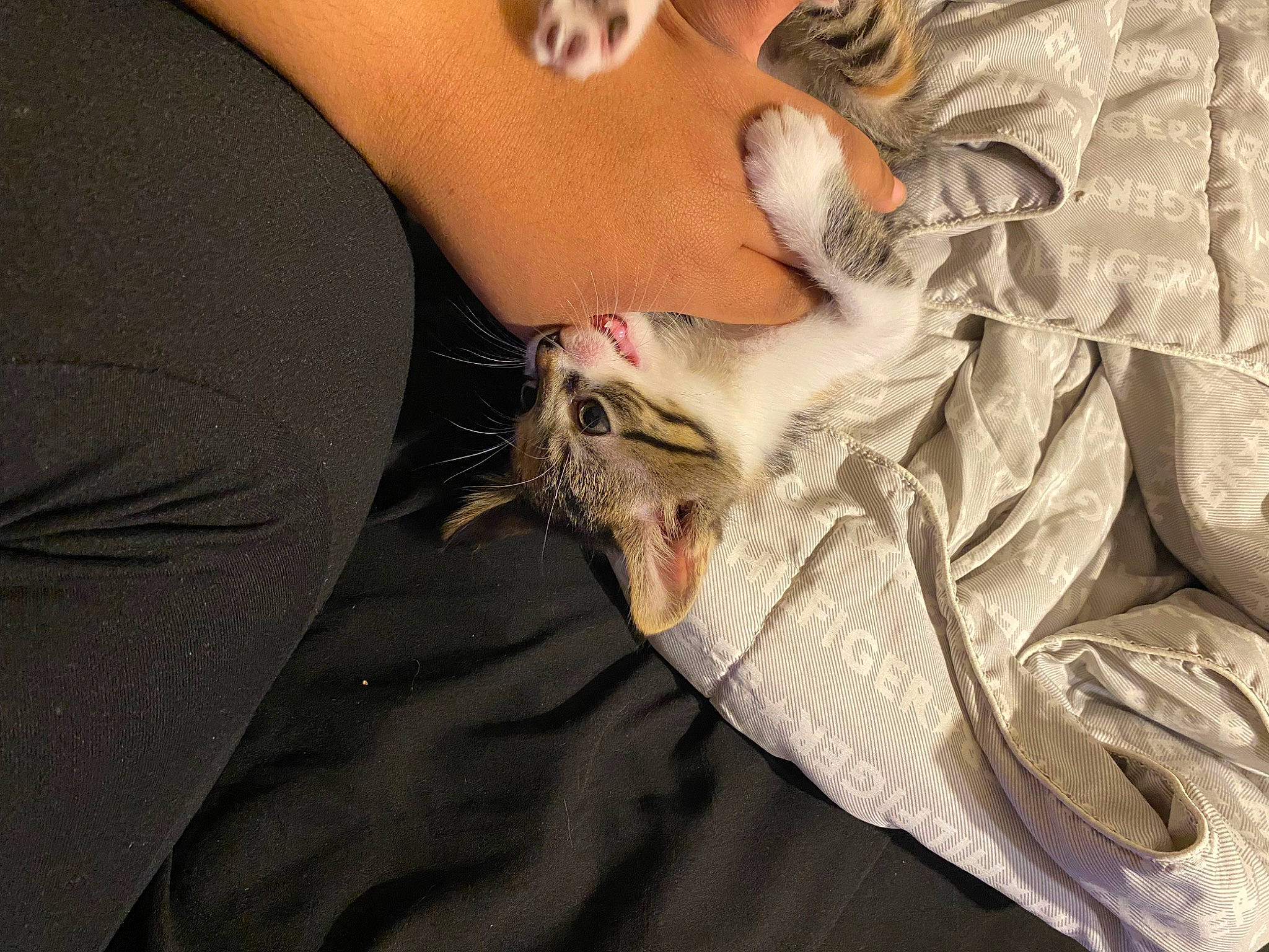 Passion is registered to the contest to win money with this photo: carnivore, cat, claw, comfort, elbow, eyelash, felidae, finger, foot, fur, gesture, human_leg, knee, nail, outdoor_shoe, paw, small_to_medium_sized_cats, whiskers, wood, wrist