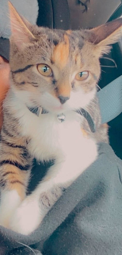 Passion joined the competition — help win amazing prizes! carnivore, cat, claw, domestic_short_haired_cat, ear, felidae, fur, iris, paw, small_to_medium_sized_cats, snout, tail, terrestrial_animal, whiskers