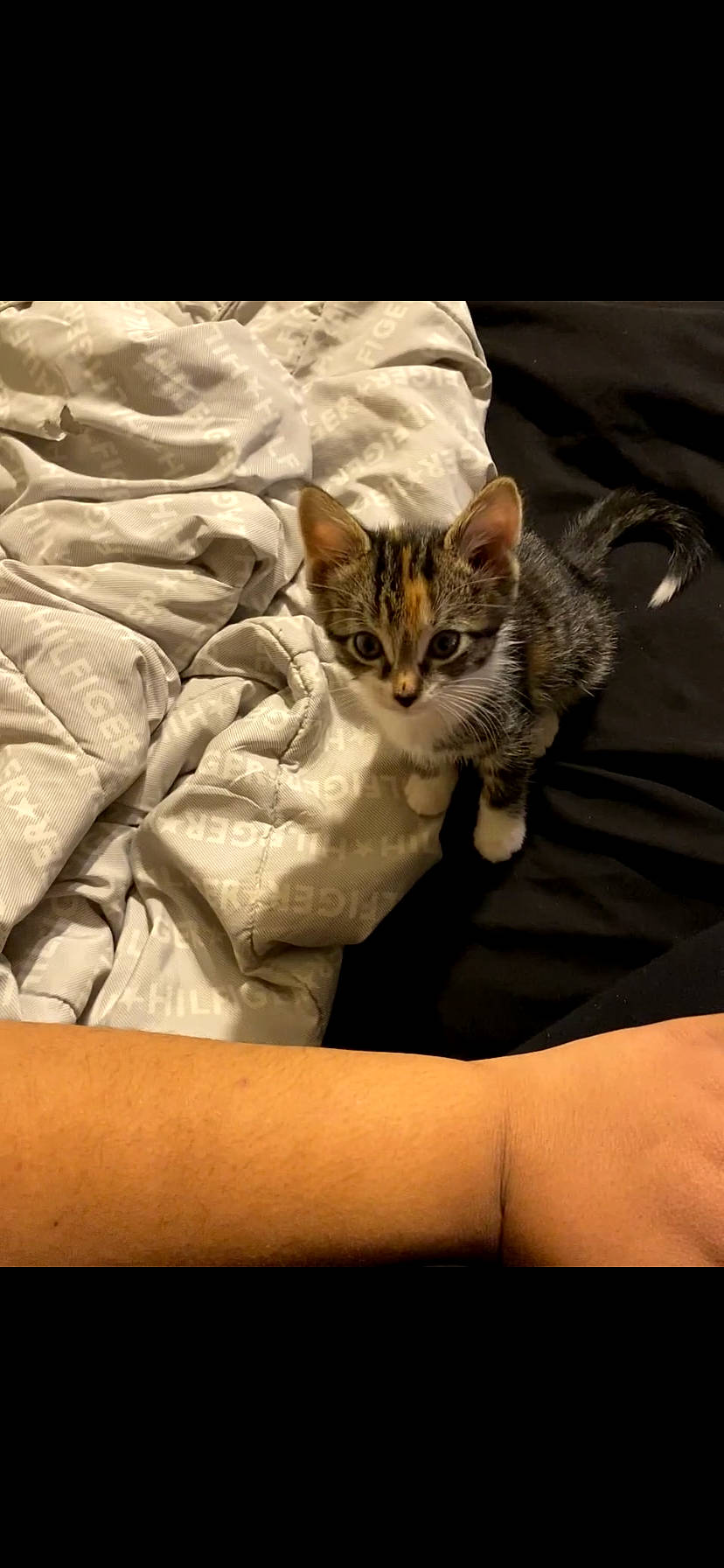 Passion joined the competition — help win amazing prizes! carnivore, cat, claw, comfort, domestic_short_haired_cat, fawn, felidae, fur, human_leg, linens, paw, sleep, small_to_medium_sized_cats, tail, terrestrial_animal, thigh, whiskers, wildlife, window, wood