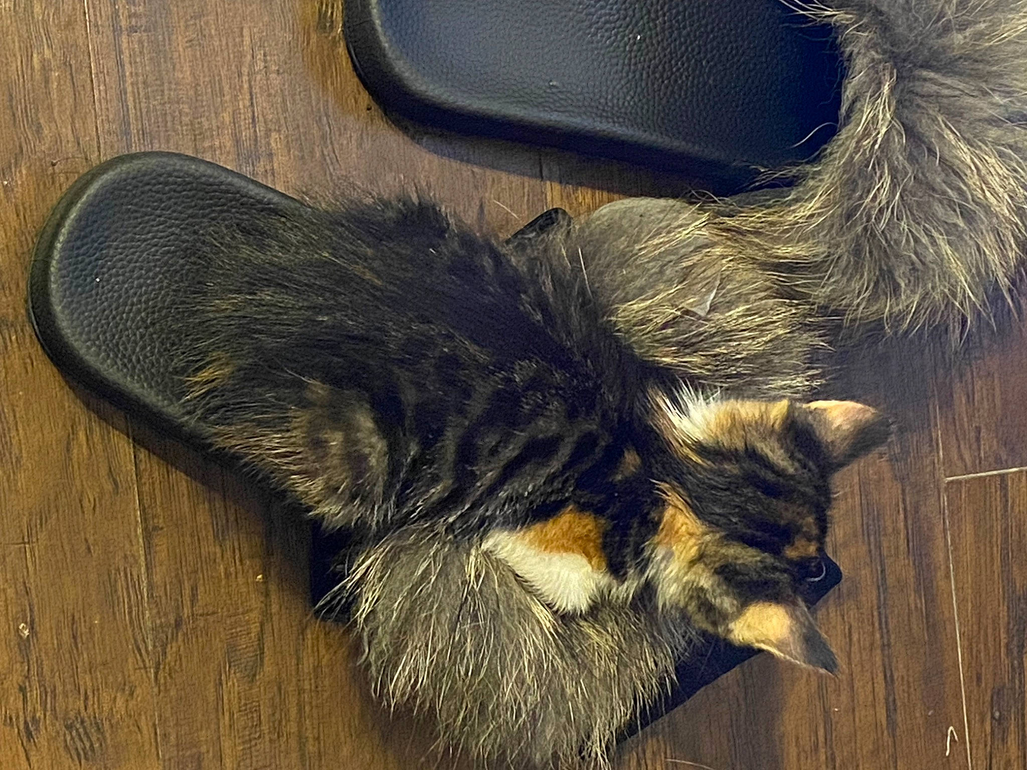 Passion is registered to the contest to win money with this photo: canidae, carnivore, cat, claw, dog_breed, domestic_short_haired_cat, fashion_accessory, felidae, flooring, foot, fur, hardwood, human_leg, paw, small_to_medium_sized_cats, snout, tail, terrestrial_animal, whiskers, wood