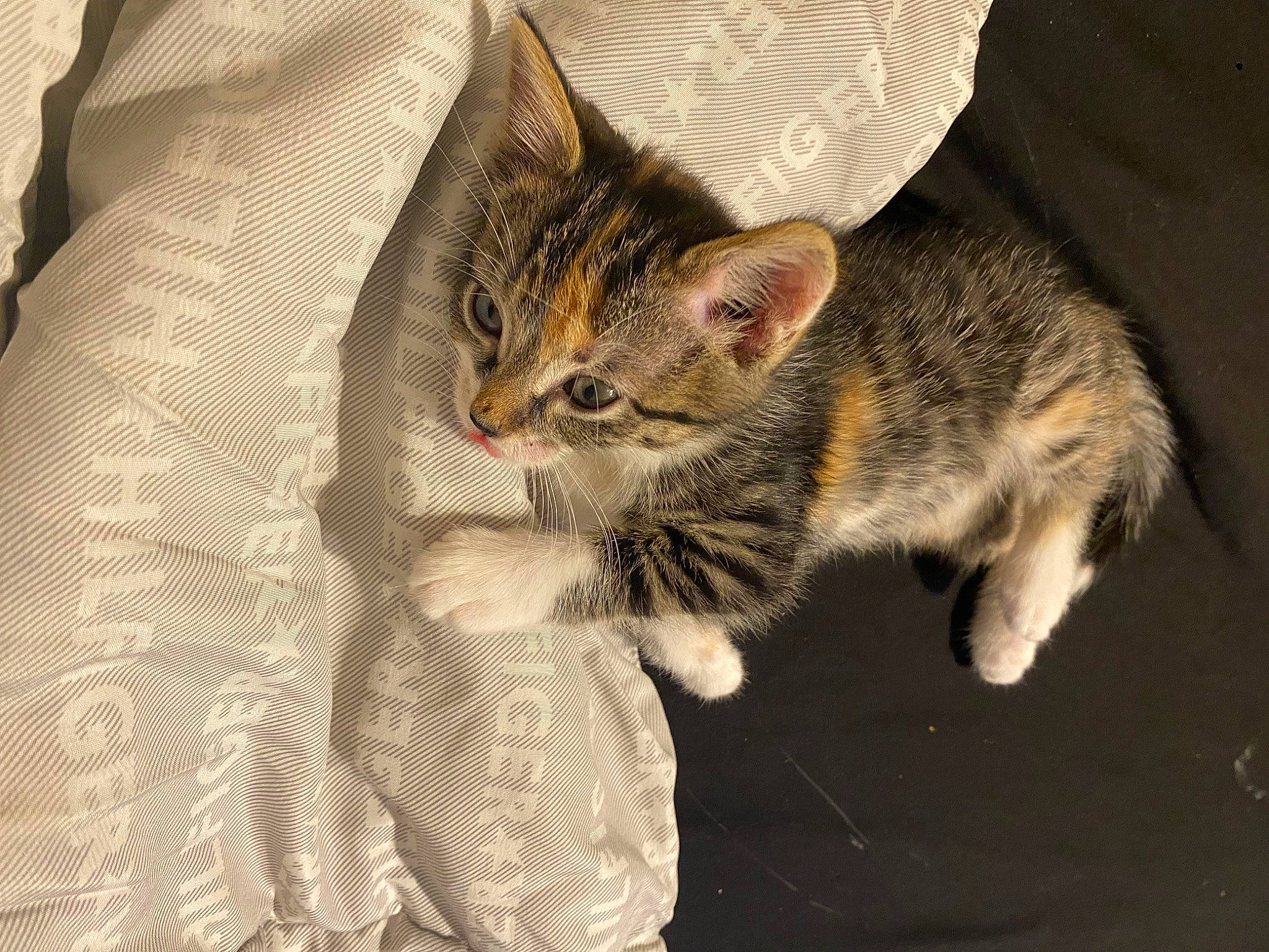 Passion is registered to the contest to win money with this photo: carnivore, cat, claw, comfort, domestic_short_haired_cat, ear, eye, fawn, felidae, fur, gesture, human_body, linens, paw, sleeve, small_to_medium_sized_cats, snout, tail, whiskers, wildlife