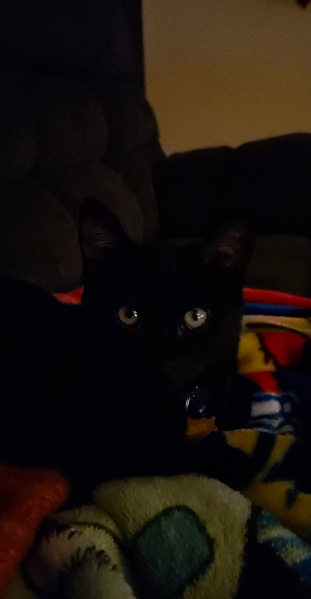 Trace is registered to the contest to win money with this photo: black, black_cat, bombay, carnivore, cat, darkness, domestic_short_haired_cat, eye, felidae, small_to_medium_sized_cats, whiskers