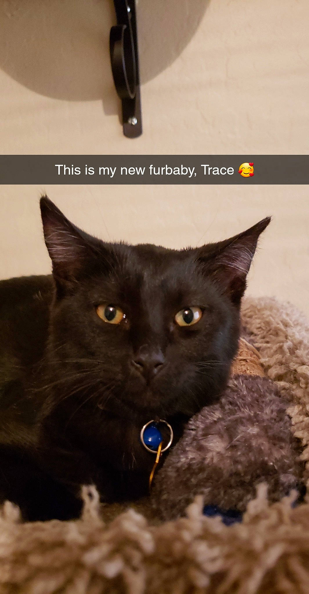 Trace joined the competition — help win amazing prizes! asian, black_cat, bombay, burmese, carnivore, cat, domestic_short_haired_cat, eye, felidae, havana_brown, iris, kitten, korat, mammal, nebelung, small_to_medium_sized_cats, snout, whiskers