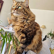 Shiwa a rejoint le concours — aidez-le/la à gagner de superbes lots ! cat, tabby_cat, fluffy, green_eyes, pet, indoor, couch, living_room, plant, furniture, domestic_animal, whiskers, fur, closeup, curious, sitting, cozy, home, animal, portrait
