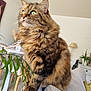 cat, tabby_cat, fluffy, green_eyes, pet, indoor, couch, living_room, plant, furniture, domestic_animal, whiskers, fur, closeup, curious, sitting, cozy, home, animal, portrait