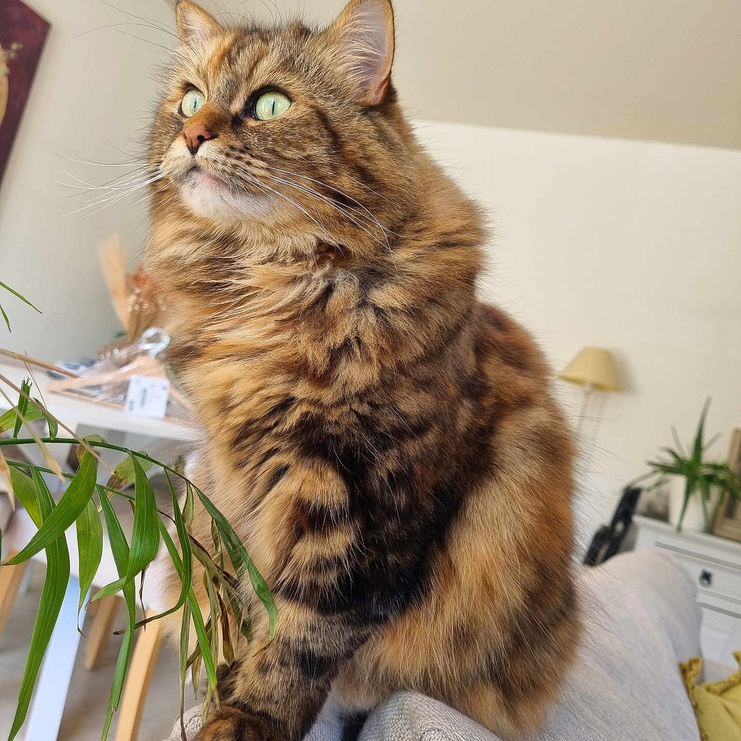 Shiwa a rejoint le concours — aidez-le/la à gagner de superbes lots ! animal, cat, closeup, couch, cozy, curious, domestic_animal, fluffy, fur, furniture, green_eyes, home, indoor, living_room, pet, plant, portrait, sitting, tabby_cat, whiskers