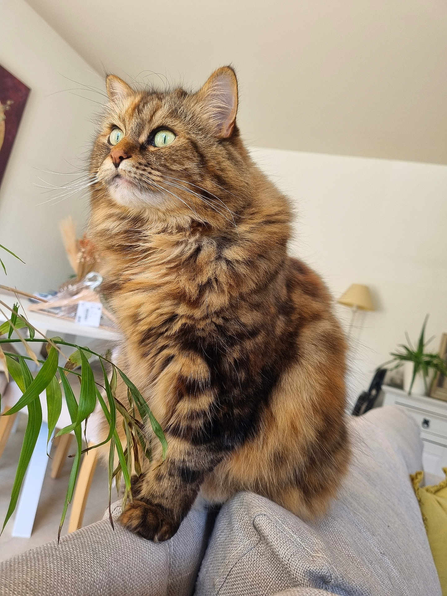 Shiwa a rejoint le concours — aidez-le/la à gagner de superbes lots ! cat, tabby_cat, fluffy, green_eyes, pet, indoor, couch, living_room, plant, furniture, domestic_animal, whiskers, fur, closeup, curious, sitting, cozy, home, animal, portrait