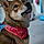 Baloo