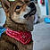Baloo