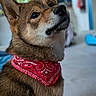 animal, attention, bandana, brown_fur, canine, close_up, companion, cute, dog, domestic_animal, ears, fluffy, furry, house, indoor, looking_up, pet, portrait, snout, whiskers