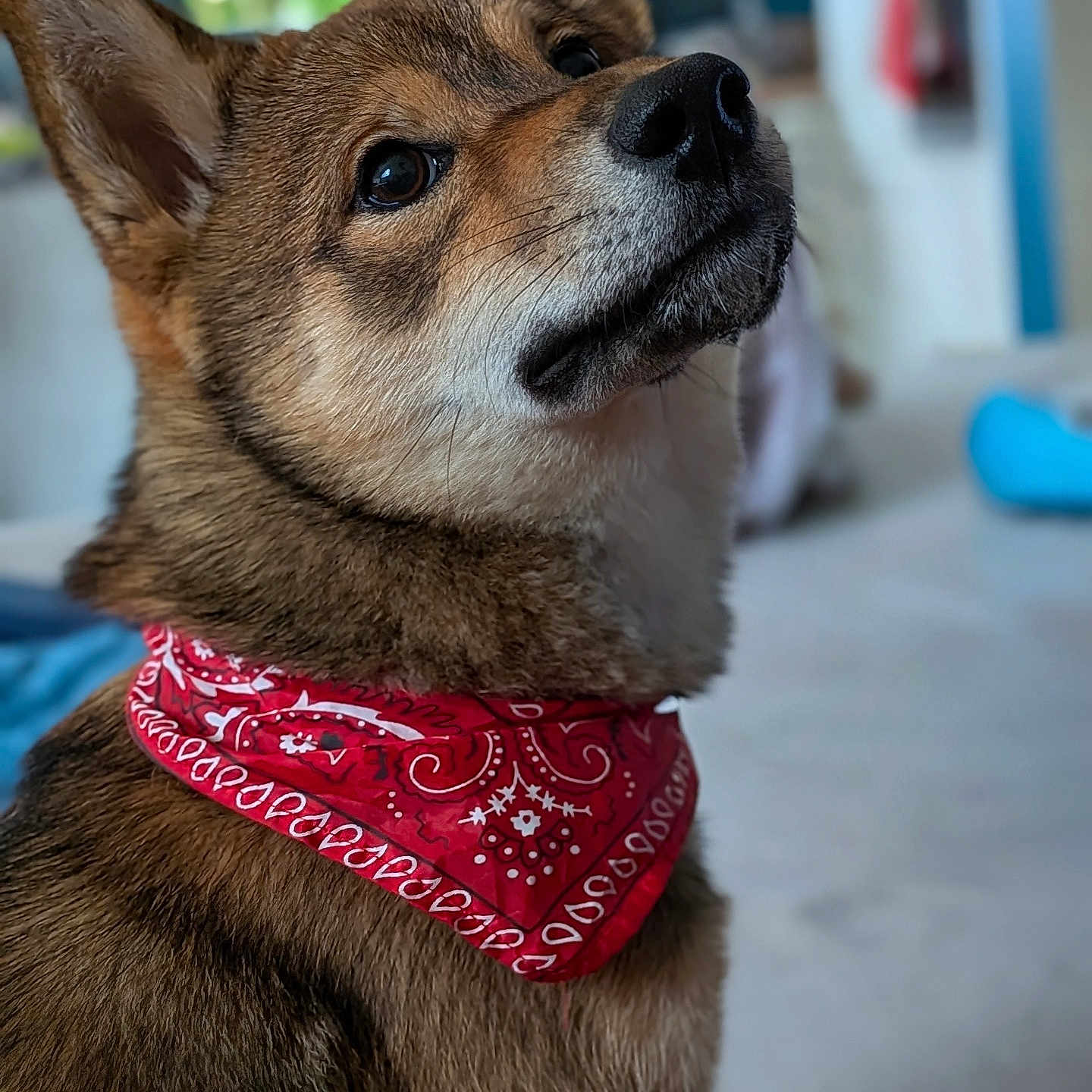 Baloo