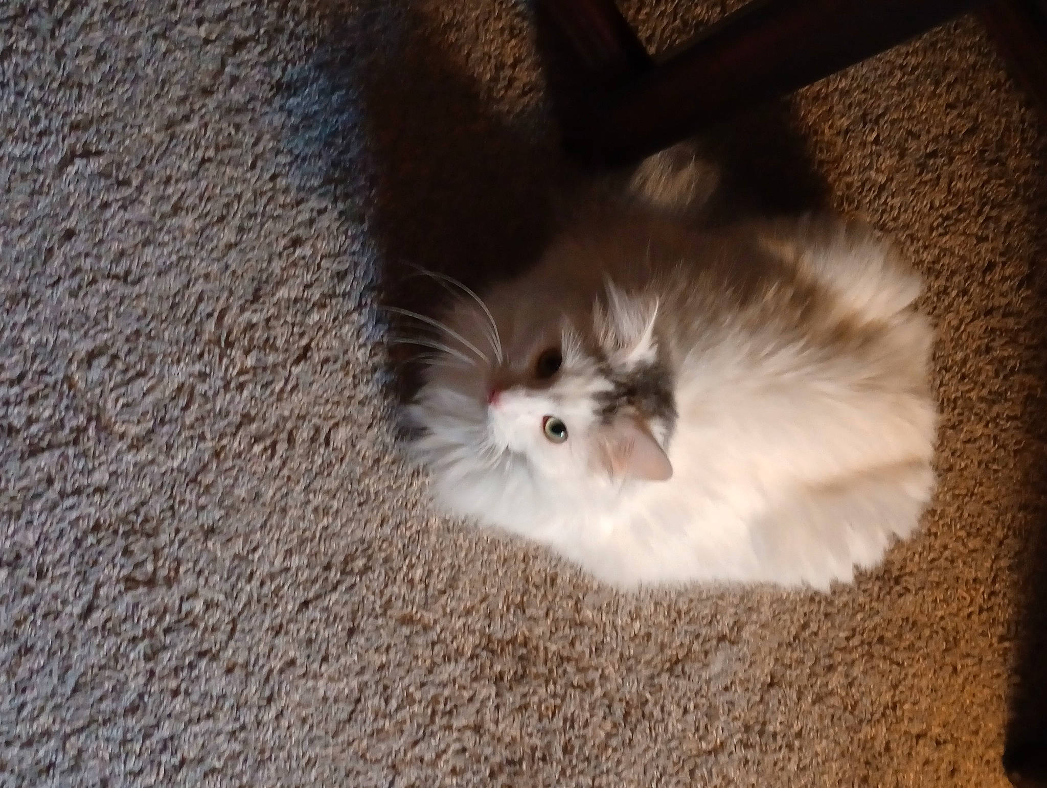 Tj is registered to the contest to win money with this photo: canidae, carnivore, cat, companion_dog, dog_breed, fawn, felidae, fur, insect, non_sporting_group, paw, small_to_medium_sized_cats, snout, sporting_group, tail, terrestrial_animal, toy_dog, whiskers, wildlife, wood