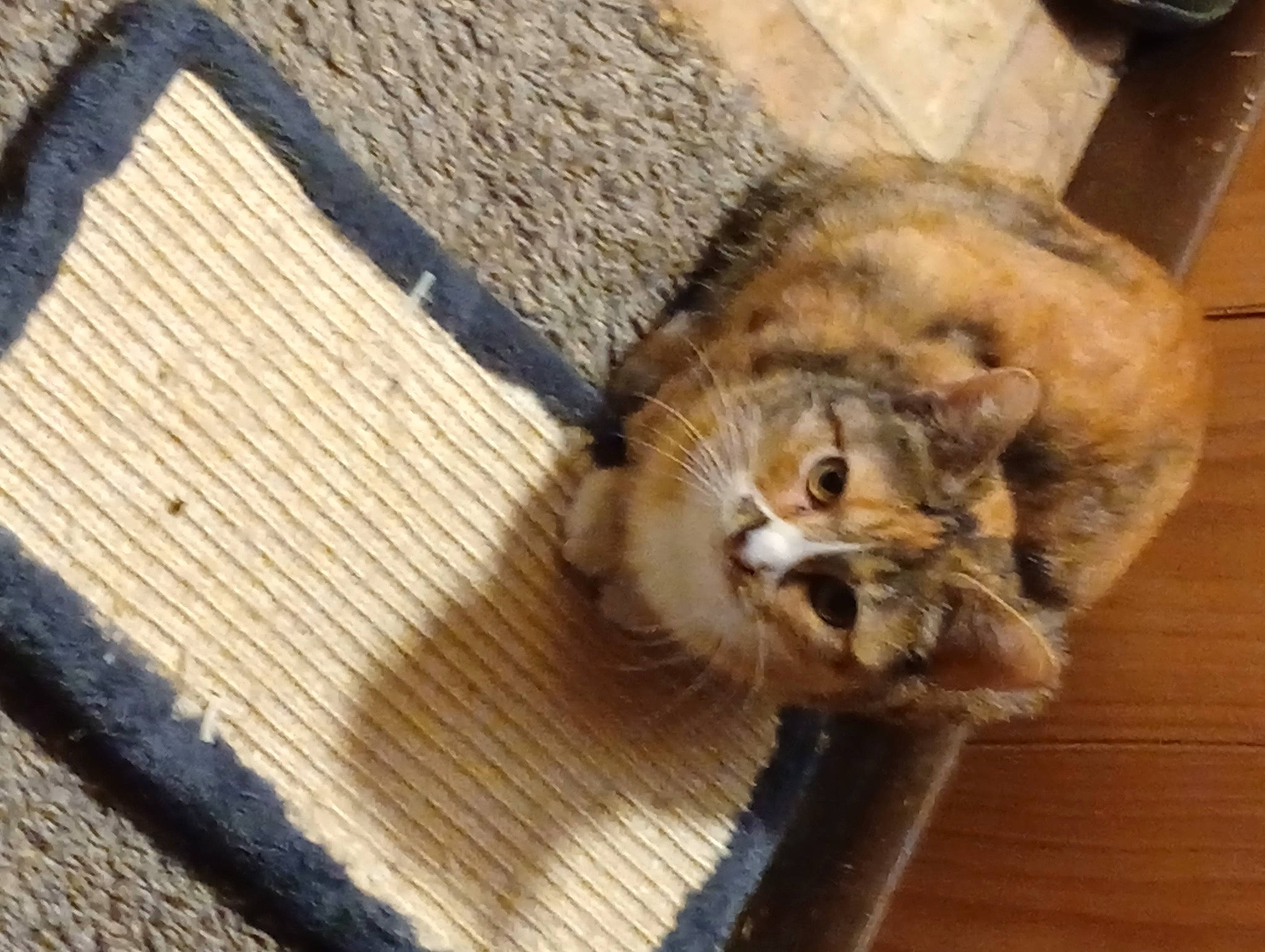 Sassy joined the competition — help win amazing prizes! carnivore, cat, claw, comfort, domestic_short_haired_cat, fawn, felidae, flooring, fur, hardwood, paw, small_to_medium_sized_cats, tail, terrestrial_animal, whiskers, wood, wood_flooring, wood_stain