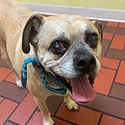 Bubba joined the competition — help win amazing prizes! dog, pet, happy, tongue, panting, leash, collar, tile_floor, indoor, closeup, muzzle, nose, eyes, portrait, canine, brown_fur, short_hair, wrinkles, mouth_open, paw