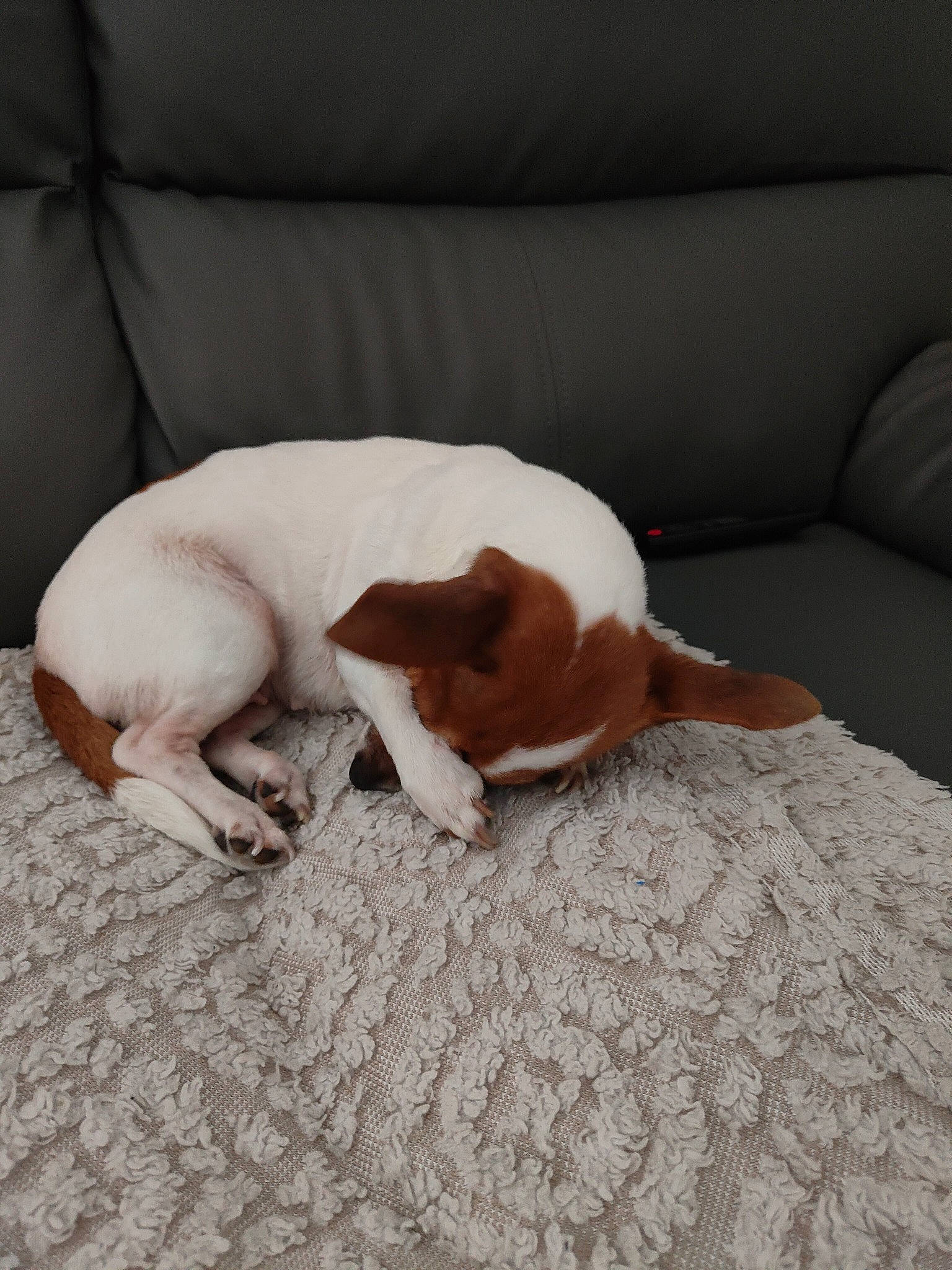 Laya a rejoint le concours — aidez-le/la à gagner de superbes lots ! canidae, carnivore, comfort, companion_dog, couch, dog, dog_breed, fawn, flooring, hardwood, linens, nap, paw, puppy, snout, sporting_group, tail, terrestrial_animal, wood, working_animal