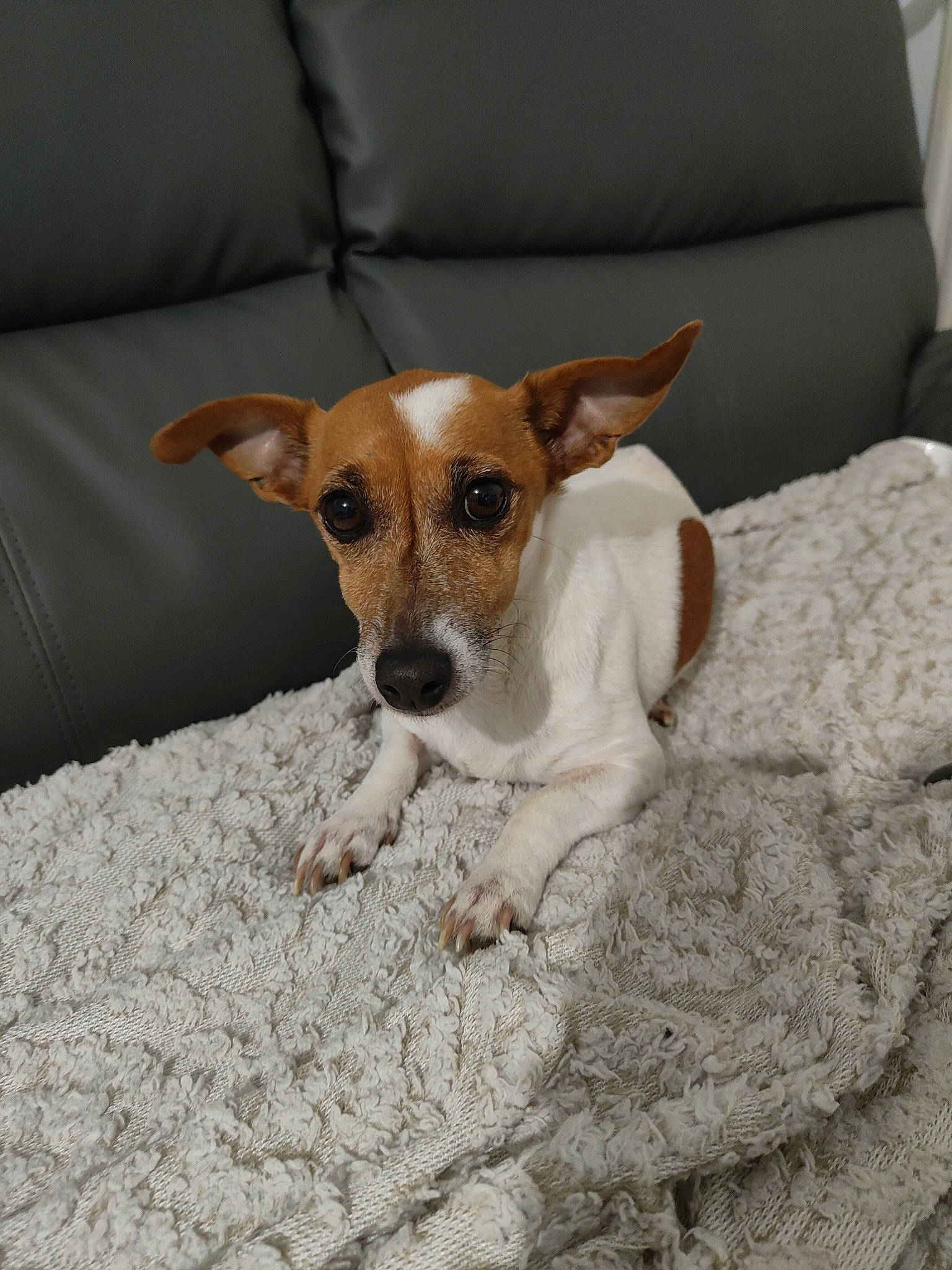 Laya a rejoint le concours — aidez-le/la à gagner de superbes lots ! canidae, carnivore, collar, comfort, companion_dog, couch, dog, dog_breed, fur, furniture, irishjacks, linens, paw, pillow, snout, sporting_group, tail, terrestrial_animal, terrier, whiskers