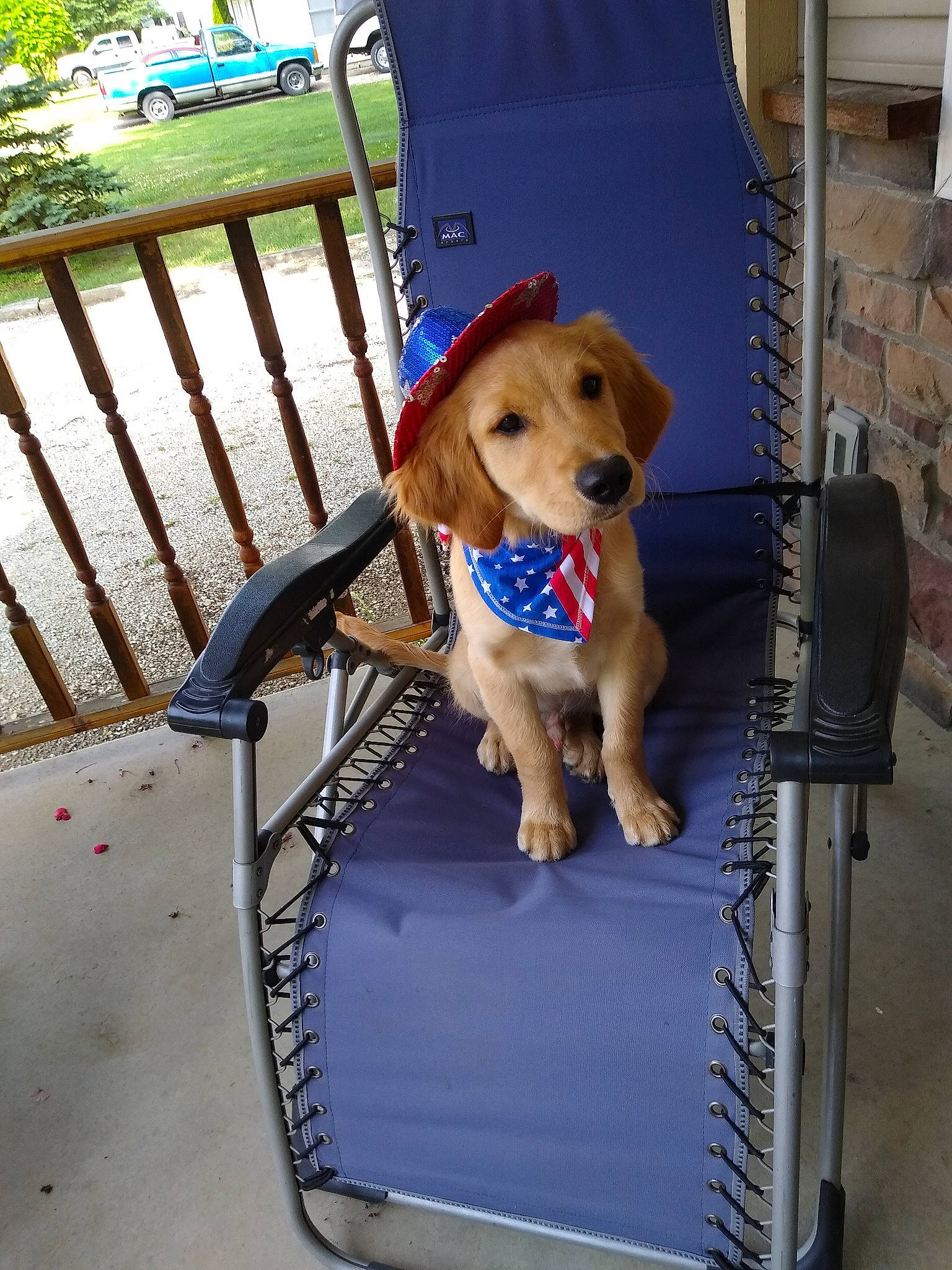 Bill is registered to the contest to win money with this photo: canidae, carnivore, companion_dog, dog, dog_breed, dog_crate, golden_retriever, puppy, retriever, sporting_group