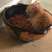 Butterscotch is registered to the contest to win money with this photo: kitten, cat, bowl, cat_food, food, water_bowl, orange_cat, fluffy, indoor, pet, animal, cute, sleeping, cozy, floor, kibble, container, domestic, small, resting