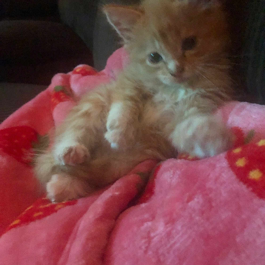 Butterscotch