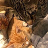 Butterscotch joined the competition — help win amazing prizes! cat, kitten, tabby_cat, ginger_cat, sleeping, resting, blanket, soft, indoor, pet, close_up, feline, curious, cozy, animal, fur, whiskers, paw, domestic_animal, cute