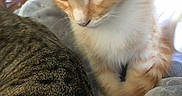 Butterscotch joined the competition — help win amazing prizes! kitten, cat, orange_cat, tabby_cat, close_up, curious, pet, feline, whiskers, soft_blanket, indoor, cozy, young_cat, animal, fur, cute, domestic_cat, resting, companion, focused