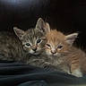 Butterscotch joined the competition — help win amazing prizes! kitten, cat, tabby, orange_cat, animal, pet, cute, feline, snuggling, sleepy, cozy, fur, whiskers, ears, close_up, resting, indoor, dark_background, young, two_animals