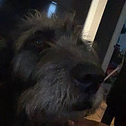 Max is registered to the contest to win money with this photo: dog, pet, hand, close_up, indoor, low_light, scruffy, animal, muzzle, fur, portrait, canine, domestic, companion, face, snout, person, touch, friendly, shadow