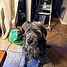 Max joined the competition — help win amazing prizes! dog, pet, indoor, tile_floor, dog_food_bag, curtain, high_chair, household_items, scruffy, gray_fur, sitting, looking_up, natural_light, shadow, flooring, wall, home_interior, furniture, animal, companion