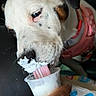 Lucy joined the competition — help win amazing prizes! dog, white_fur, black_spots, pink_harness, tongue, whipped_cream, cup, hand, close_up, snacking, pet, animal, messy, licking, fur_texture, indoor, cute, playful, face, nose