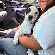 Lucy is registered to the contest to win money with this photo: puppy, dog, person, car_interior, seat, window, daylight, white_shirt, gray_pants, closeup, pet, cuddle, animal, companion, human, affection, cute, love, outdoor_light, relax