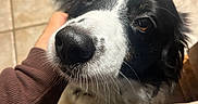 Niko joined the competition — help win amazing prizes! dog, black_and_white, close_up, pet, hand, floor_tiles, indoor, fur, cute, animal, whiskers, nose, head, looking_up, companion, friendly, canine, muzzle, domestic, adorable