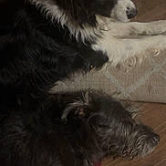Niko is registered to the contest to win money with this photo: dog, black_and_white_dog, scruffy_dog, indoor, resting, floor, rug, cozy, pet, animal, fur, relaxing, side_view, laying_down, quiet, home, companion, two_dogs, calm, domestic